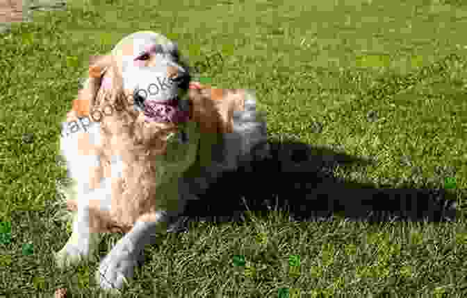 A Beautiful Golden Retriever Lying Beside Its Owner, A Man With A Warm Smile The Of Joe: About A Dog And His Man