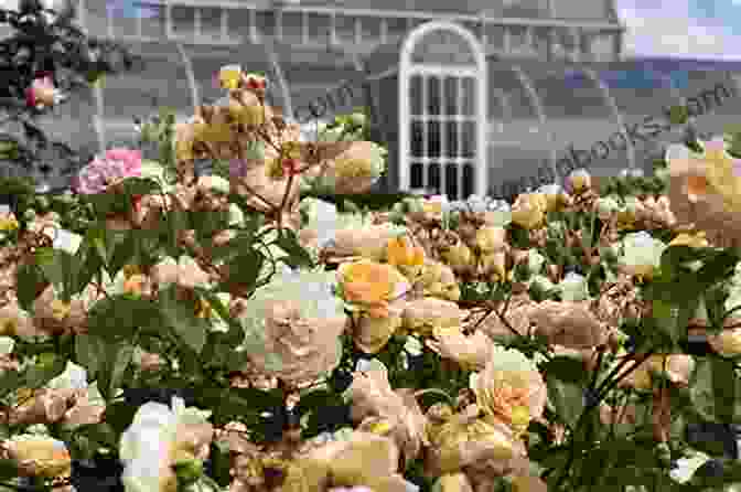 A Detailed Plant Description Of A Rose At Kew Gardens Kew Gardens (Annotated) Simon Pokagon