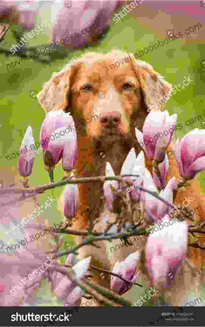 A Dog Sitting Under A Magnolia Tree With The South Carolina Sunset In The Background Mutts Magnolias (South Carolina Sunsets 9)