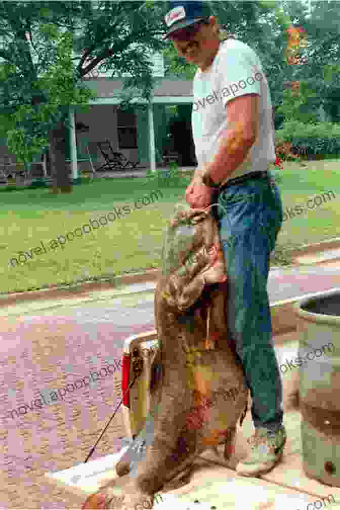 A Fisherman Holds A Massive Flathead Catfish, Its Sharp Teeth And Whiskered Snout Visible. How To Catch Flathead Tess Thompson