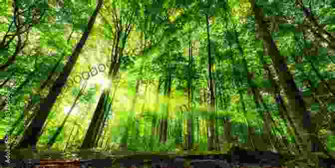 A Lush Green Forest With Sunlight Streaming Through The Trees Nature Powered Poems