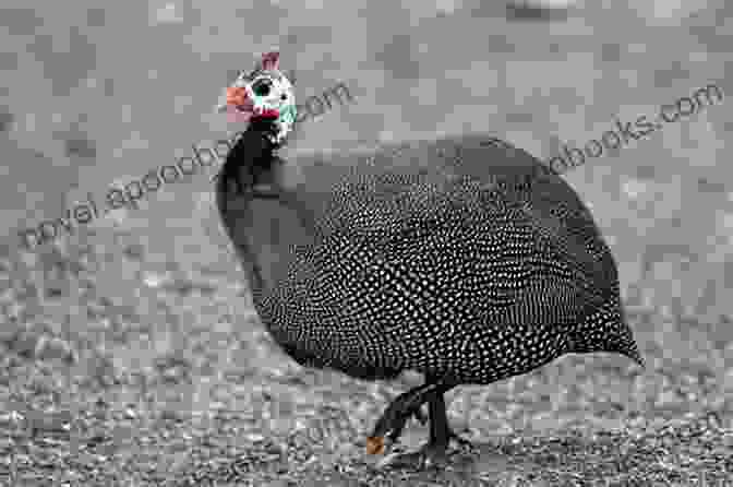 A Photo Of A Hunter Calling Guineafowl, Highlighting The Importance Of Understanding Their Vocalizations For A Successful Hunt. How To Kill A Guineahen