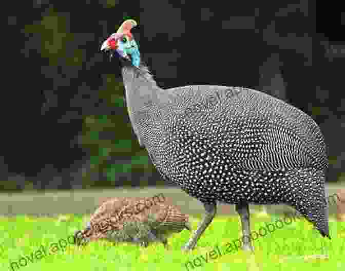 A Photo Of Guineafowl In Different Environments, Illustrating The Need For Adapting Hunting Strategies To Varied Habitats. How To Kill A Guineahen