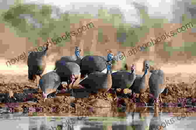 A Photo Of Guineafowl In Their Natural Habitat, Illustrating The Importance Of Understanding Their Preferred Environments For Successful Hunting. How To Kill A Guineahen