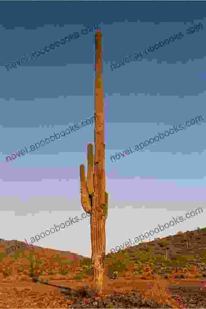 A Towering Saguaro Cactus Standing Tall Against A Vibrant Orange Sunset In The Sonoran Desert Revenge Of The Saguaro: Offbeat Travels Through America S Southwest