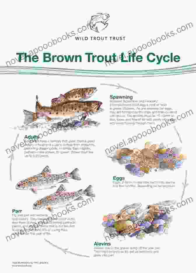 Brown Trout Life Cycle Diagram Brown Trout: Biology Ecology And Management