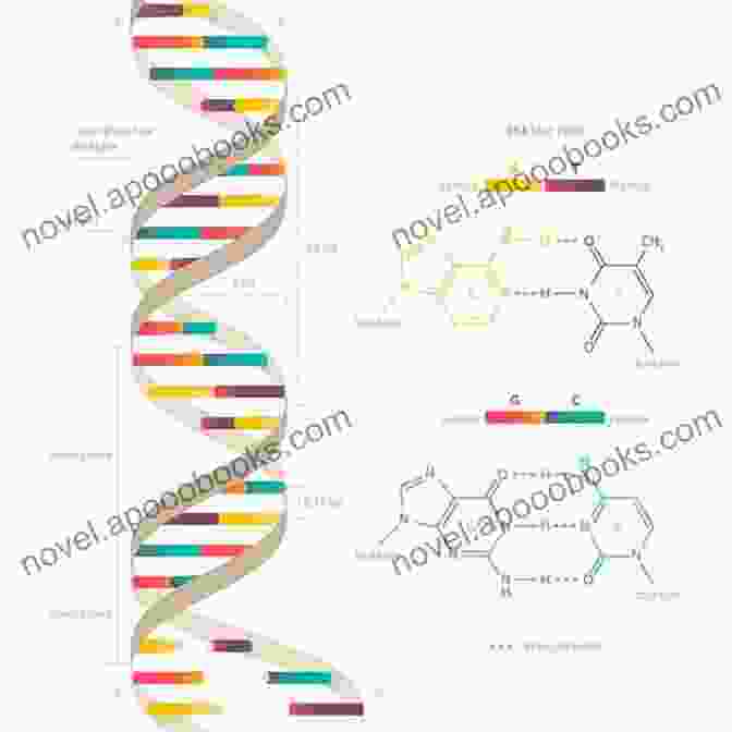 DNA Double Helix Structure DNA And Genes (Genetics: The Science Of Life)