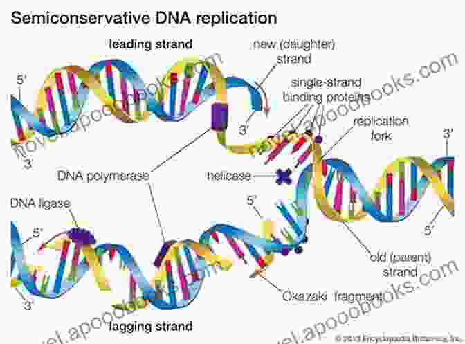 DNA Replication Process DNA And Genes (Genetics: The Science Of Life)