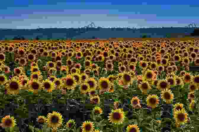 Fields Of Sunflowers, A Major Agricultural Crop In Ukraine Ukraine: What Everyone Needs To Know About Ukraine: Foreigners In Ukraine