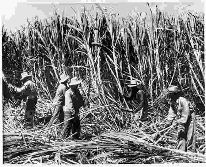 Filipino Hawai'ian Immigrants Working On A Sugarcane Plantation Building Filipino Hawai I (Asian American Experience)