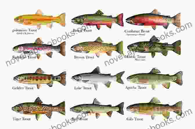 Illustration Of A Brown Trout Ecosystem With Various Interacting Species Brown Trout: Biology Ecology And Management