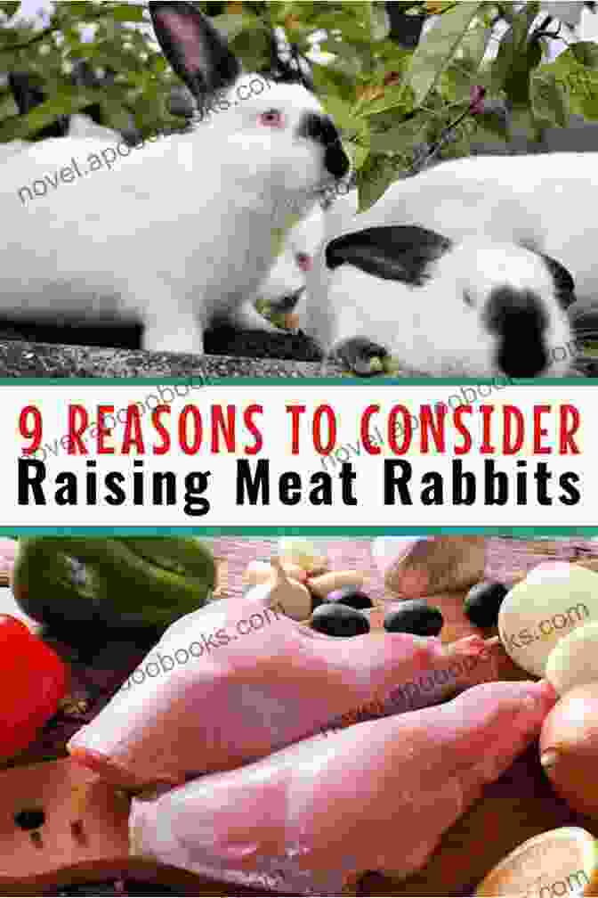 Image Of A Rabbit Meat Farmer Holding A Healthy Rabbit Raising Rabbits For Meat For Beginners: A Step By Step Guide On How To Raise Rabbits For Meat