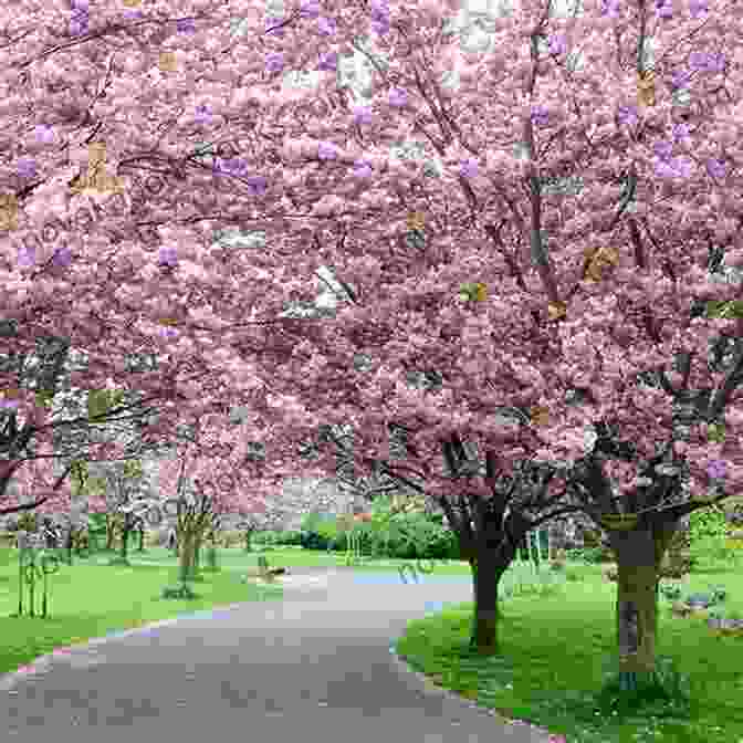 Japanese Garden With Blooming Cherry Trees And A Pond, Providing A Peaceful And Inviting Habitat For Wildlife. #japanesegarden: Japanese Style Garden Photo Book: The Microcosmos Of Zen Spirit