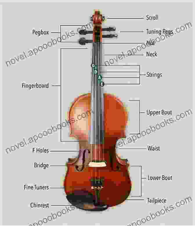 Labeled Diagram Of A Violin Violin Primer For Beginners Deluxe Edition With Video Audio Access