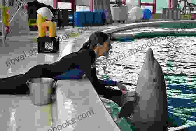 Marine Mammal Trainer In Action Starting Your Career As A Marine Mammal Trainer