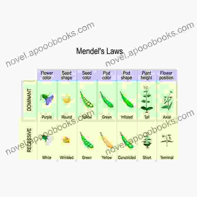 Mendel's Laws Of Inheritance What Makes You Unique?: The Secrets Of Genes And Heredity