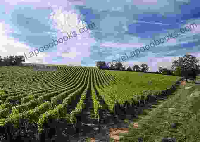 Panoramic View Of The Rolling Vineyards Of The Loire Valley Intoxicating Greater Paris: Loire Valley Of The Kings