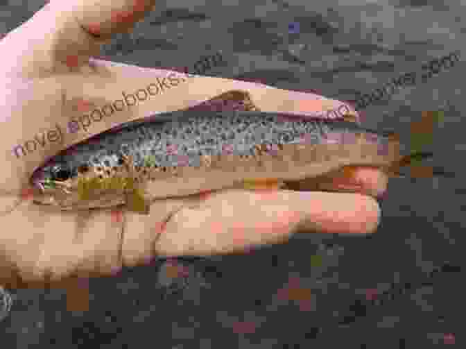 Scientists Conducting Field Research On Brown Trout Populations Brown Trout: Biology Ecology And Management